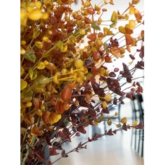 EUROPALMS Eucalyptus spray, artificial, yellow-green, 110cm #11