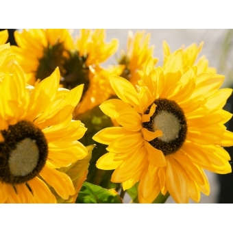 EUROPALMS Sunflower, artificial plant, 70cm #6